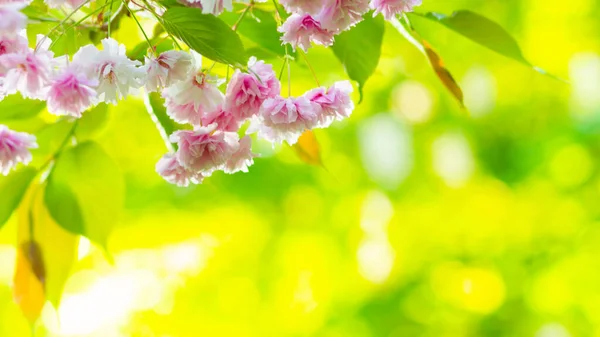 Pink Cherry Blossom Sakura Flower Soft Focus Cherry Blossom Sakura — Stock Photo, Image