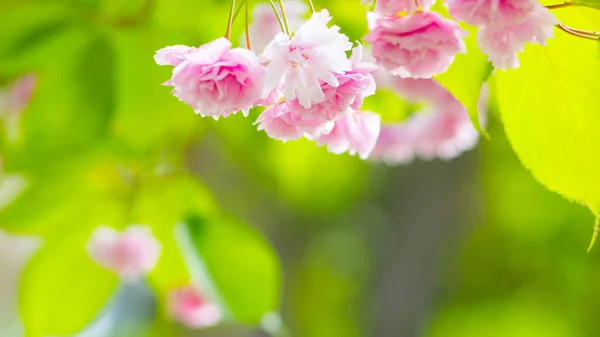 Pink Cherry Blossom Sakura Flower Soft Focus Cherry Blossom Sakura — Stock Photo, Image