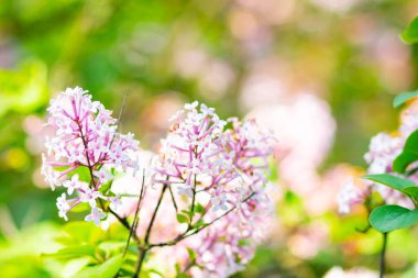 Çiçek açan leylağın bahar dalı. Bulanık arkaplandaki leylak çiçekleri. Bulanık yeşil yapraklı mor leylak çiçeği. Sevgililer Günü. Boşluğu kopyala
