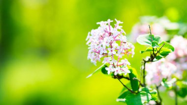 Çiçek açan leylağın bahar dalı. Bulanık arkaplandaki leylak çiçekleri. Bulanık yeşil yapraklı mor leylak çiçeği. Sevgililer Günü. Boşluğu kopyala