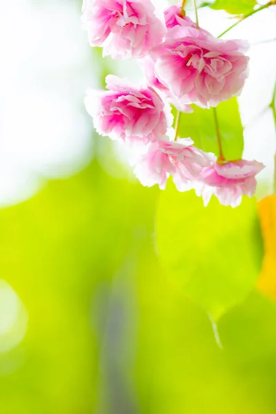 Pink Cherry Blossom Sakura Flower Soft Focus Cherry Blossom Sakura — Stock Photo, Image