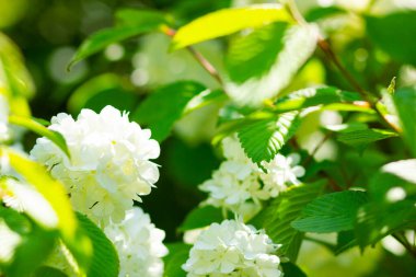 Bahçede beyaz ortanca çiçeği açar. Ortanca çalıları. Sevgililer Günü için beyaz çiçekler. Boşluğu kopyala