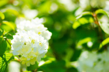 Bahçede beyaz ortanca çiçeği açar. Ortanca çalıları. Sevgililer Günü için beyaz çiçekler. Boşluğu kopyala