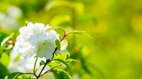 Flor Hortensia Blanca Jardín Arbustos Hortensias Flores Blancas Para San — Foto de Stock