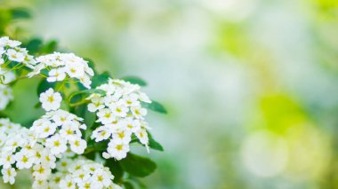 Beyaz Spiraea 'nın bir dalı. Bahar çiçekleri konsepti. Bir çok beyaz çiçekli bahar çiçekleri - Spirea (Spiraea kantoniensis). Boşluğu kopyala