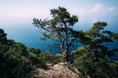 Yalnız ağaç dağ denizden görünüm