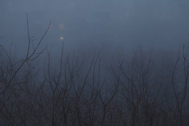 Akşam sisli havada yaprakları olmayan bir ağaç.