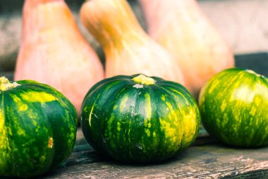 Kısa bir odak üzerinde genç yeşil kabak