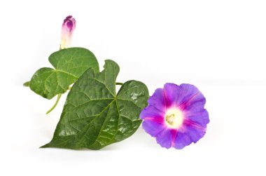 çan çiçeği sabah zafer