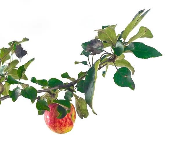 Bir dalda elma