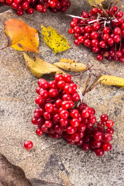 Viburnum di atas batu — Stok Foto