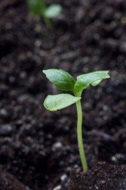 Makro yeşil genç çim vuruyor