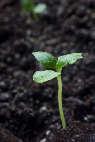 Makro yeşil genç çim vuruyor