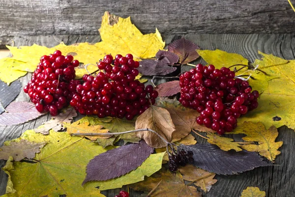 Jesień Martwa natura z jagody Kaliny — Zdjęcie stockowe