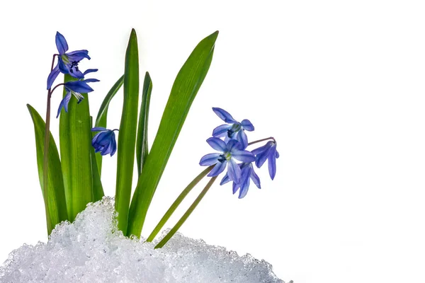 Kardelen Scilla bifolia 