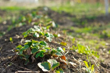 Kısa bir odak üzerinde çilek yataklar