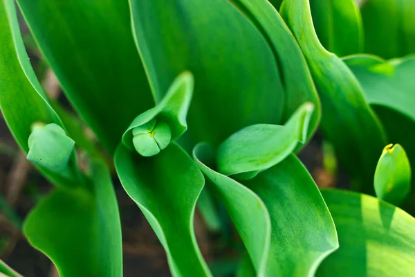 Fiatal zöld tulipán — Stock Fotó