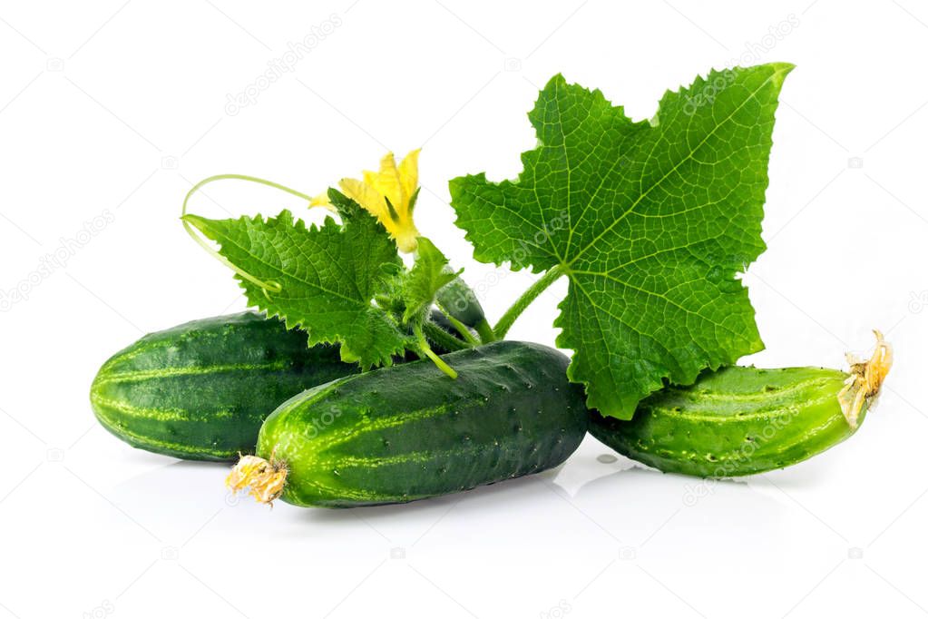 Cucumber with leaf