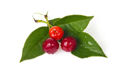 Kiraz bir yaprak ile