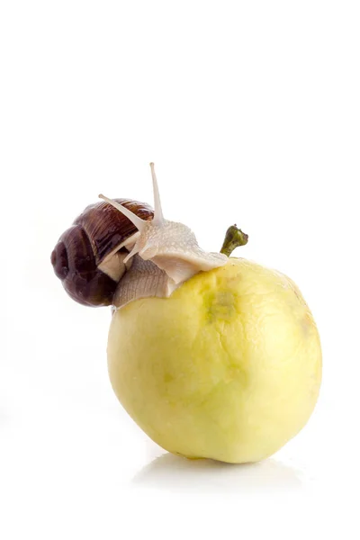 Σαλιγκάρι σε ένα μήλο — Φωτογραφία Αρχείου