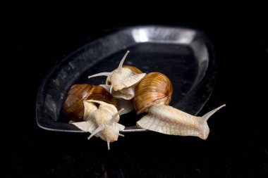 Salyangoz bir plaka üzerinde