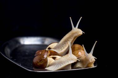 Salyangoz bir plaka üzerinde