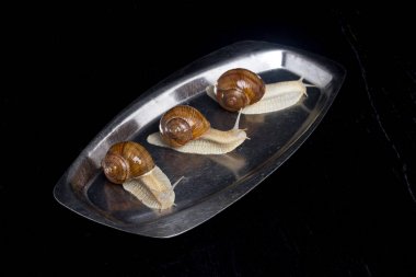 Salyangoz bir plaka üzerinde