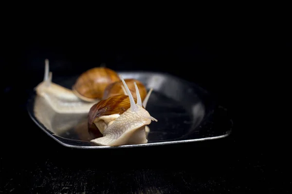 Caracoles en un plato — Foto de Stock