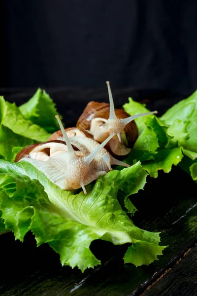 Snail on sheet — Stock Photo, Image