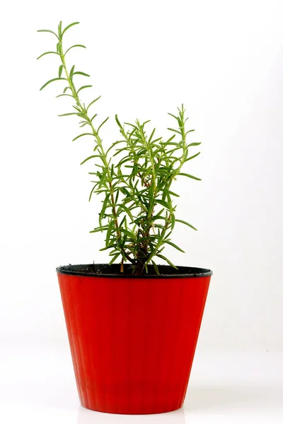 Rosemary Grows Red Pot — Stock Photo, Image