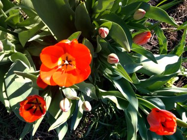 yeşil yapraklı kırmızı laleler 