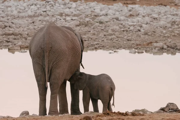 Bebê elefante amamentando de mãe em waterhole — Fotografia de Stock