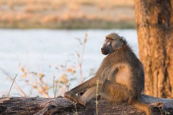 Oturum açma oturan chacma maymun (Papio ursinus)