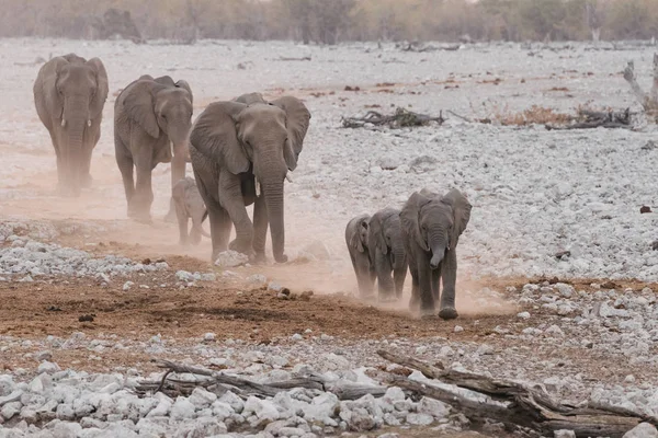 Olifant familiegroep marcheren door woestijn — Stockfoto