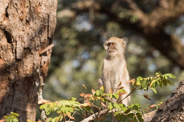 Vervet Macaco sentado no alto do perfil da árvore — Fotografia de Stock