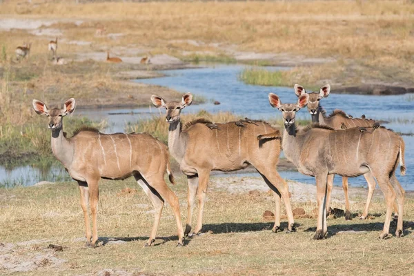 Ομάδα των θηλυκών kudu με oxpeckers — Φωτογραφία Αρχείου