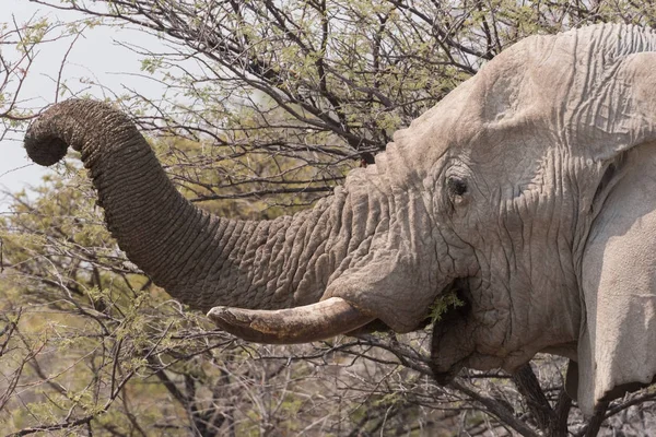 Tronco de elefante comiendo acacia — Foto de Stock