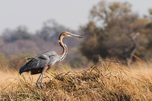 Çim Goliath Heron ayakta