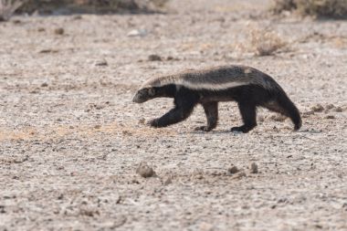 Honey Badger running profile desert clipart
