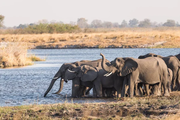 Kudde olifanten drinken in de rivier — Stockfoto