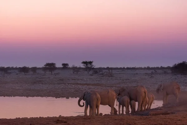 Olifanten bij waterhole levendige zonsondergang — Stockfoto