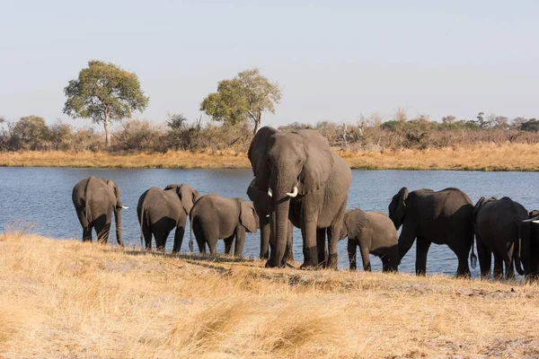 Elefante adulto hace guardia frente al río — Foto de Stock