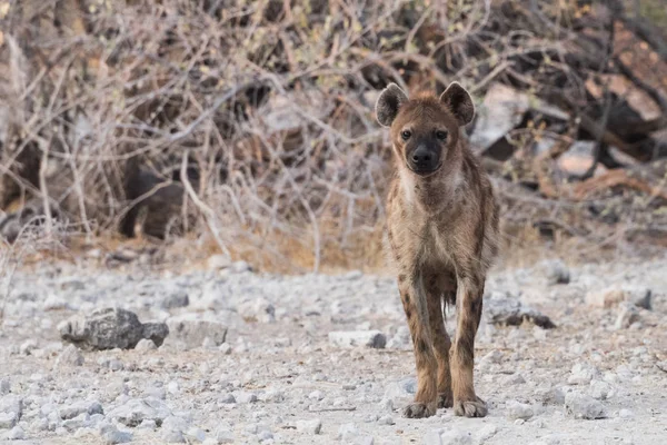 看着摄像机的斑点鬣狗 — 图库照片