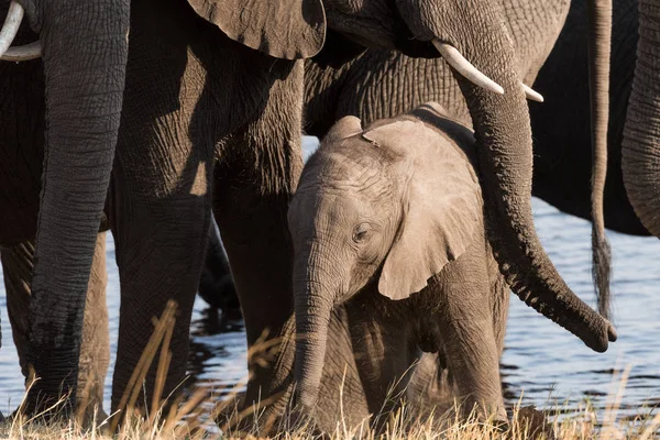 Kleine olifant beschermd door familie — Stockfoto