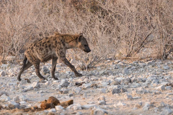 Spotted Hyena — Stock Photo, Image