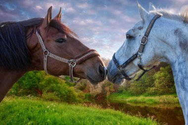 Birbirimize karşı oynayan iki defne at