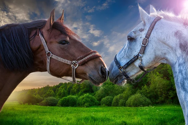 Zwei braune Pferde, die miteinander spielen — Stockfoto