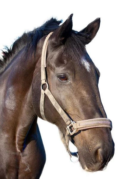 Retrato de um cavalo closeup no fundo branco — Fotografia de Stock