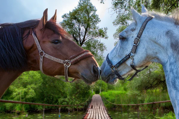 Dos caballos marrones acurrucándose —  Fotos de Stock