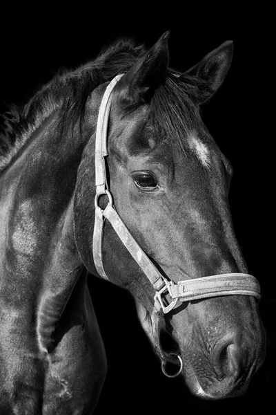 Retrato de cavalo preto no fundo escuro — Fotografia de Stock